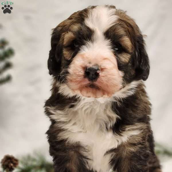 Tucker, Bernedoodle Puppy